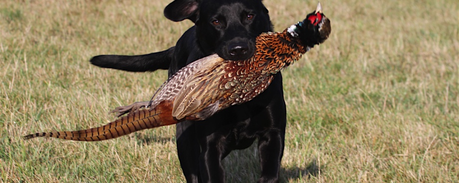 Labradorkennel Follow The Wind Startseite